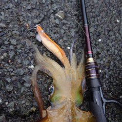 短時間エギングIN対馬