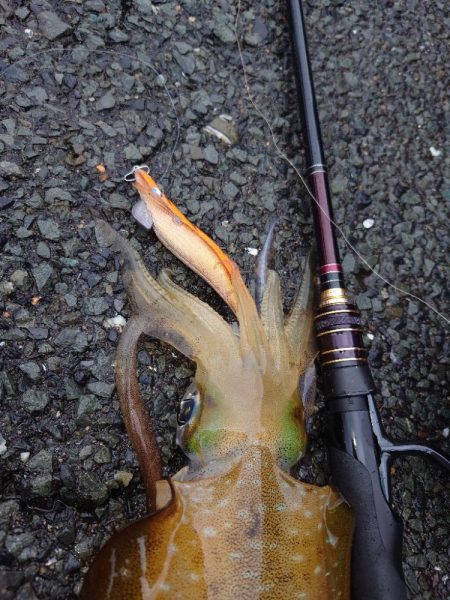 短時間エギングIN対馬