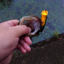 まだまだ水面ふ