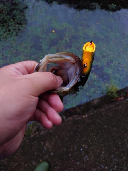 まだまだ水面ふ