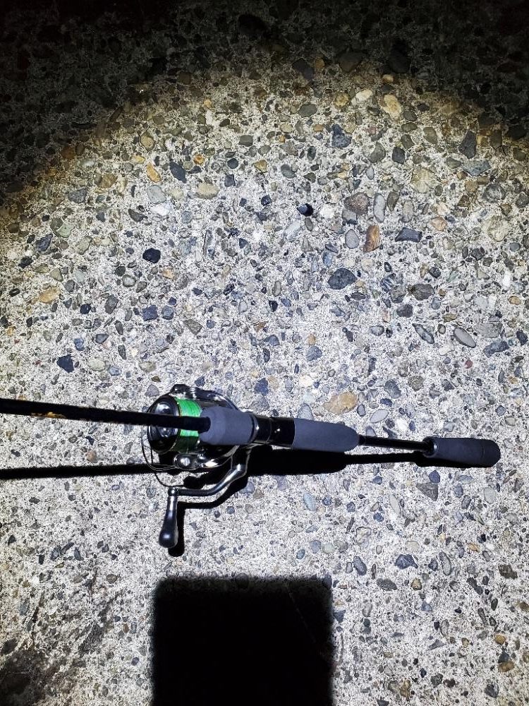 ナイトエギング