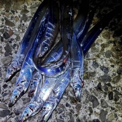 アオリイカとタチウオです！