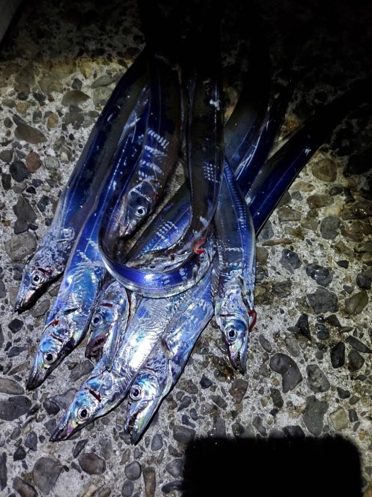 アオリイカとタチウオです!