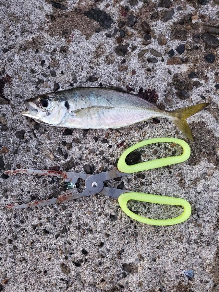 タチウオ、アオリイカ、アジ