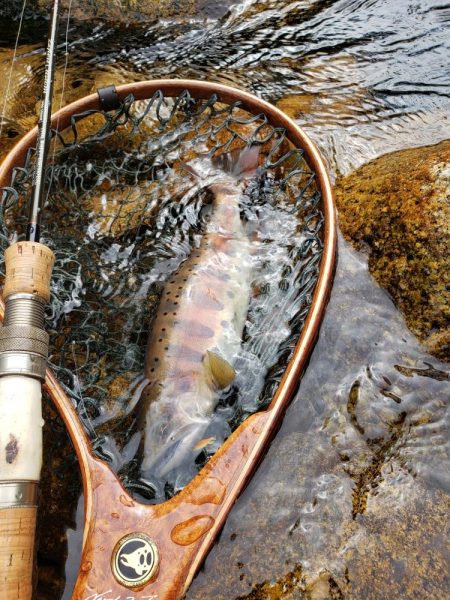 秋ヤマメ出たので満足でシーズン閉幕