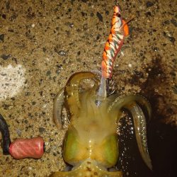 ナイトエギングIN対馬