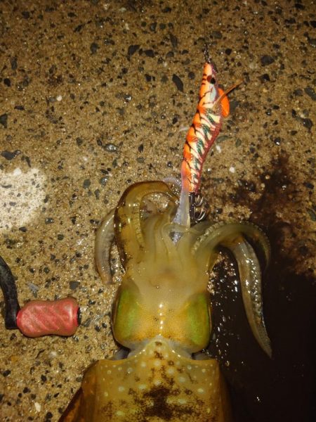 ナイトエギングIN対馬