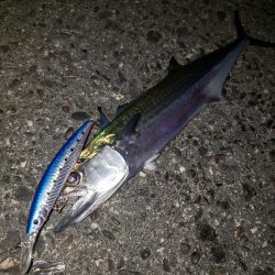 青物釣り