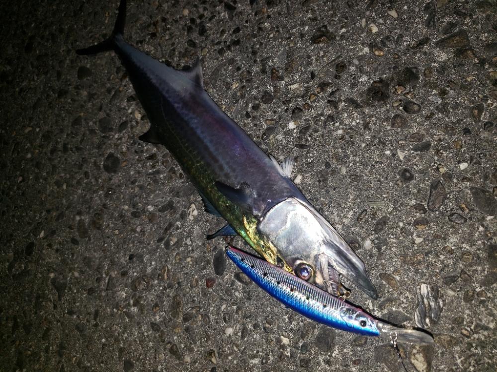 青物釣り