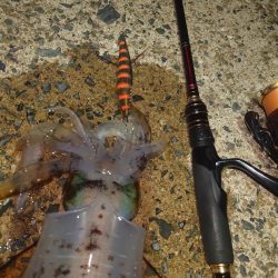 ナイトエギング②IN対馬