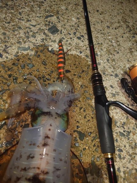 ナイトエギング②IN対馬