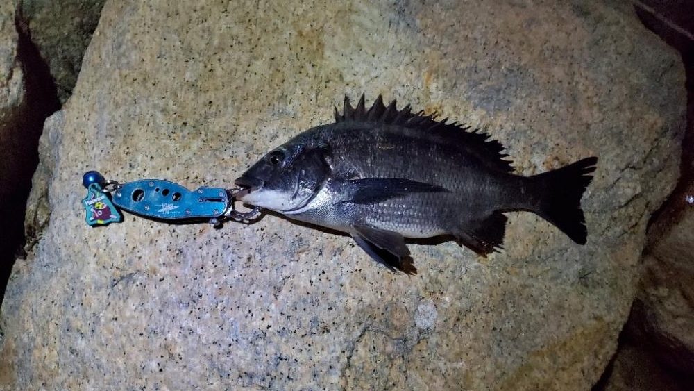 9月最終日に駆け込みチヌ