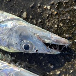 夜明けの太刀魚