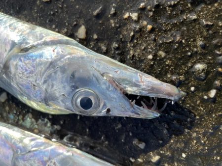 夜明けの太刀魚