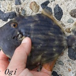 2023年、姫路のカワハギ状況は？