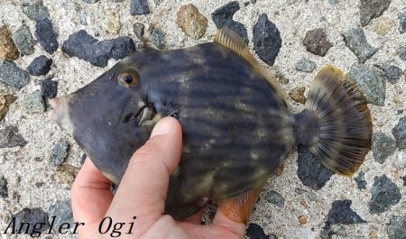 2023年、姫路のカワハギ状況は？