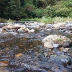 鮎ルアーでのおとり確保に大苦戦するも、友釣りで挽回 (石田川)