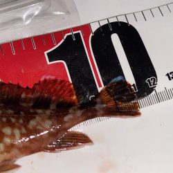 ちょい投げシロギスタのプチ穴残業