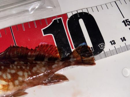 ちょい投げシロギスタのプチ穴残業