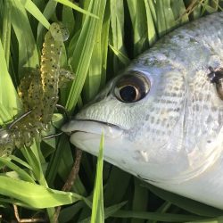 久々の淀川チニング