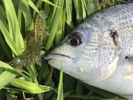 久々の淀川チニング