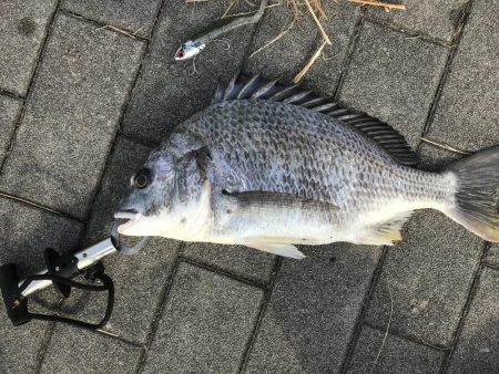 周りでサゴシが釣れるなか