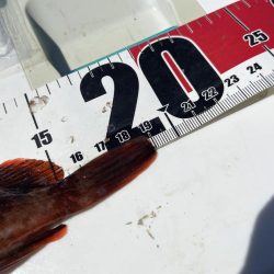 ちょい投げシロギスタのガッシーチャレンジ②