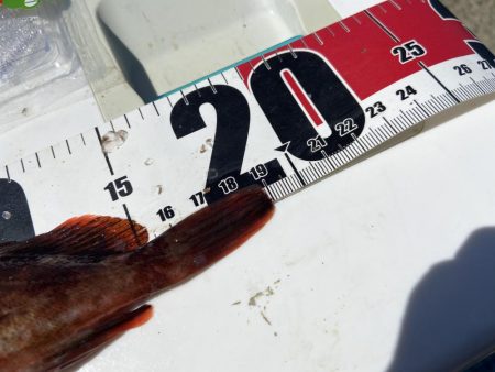 ちょい投げシロギスタのガッシーチャレンジ②