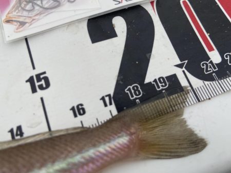 ちょい投げシロギスタ、終了間際の猛チャージ