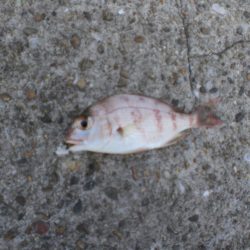 久しぶりの林崎漁港