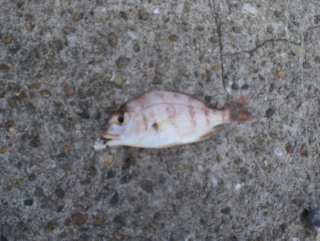 久しぶりの林崎漁港