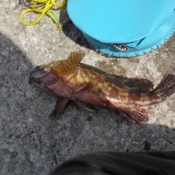 久しぶりの白灯