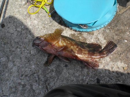 久しぶりの白灯