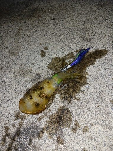 イカの気持ち４