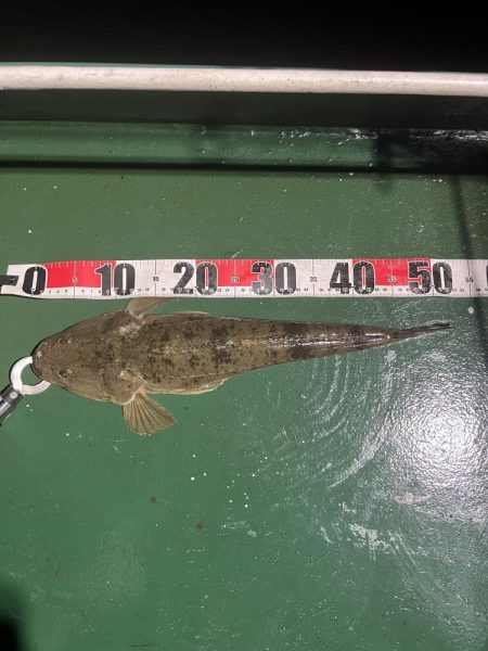 フリーリグ炸裂