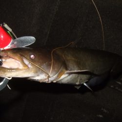 まだまだ夏のパターン