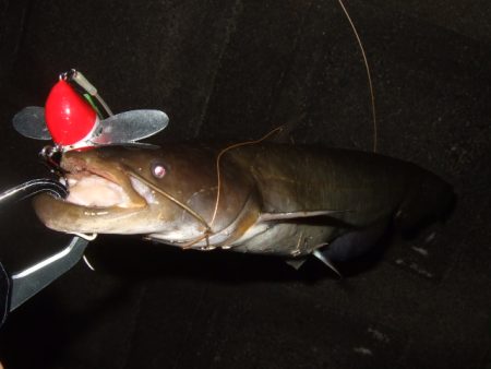 まだまだ夏のパターン