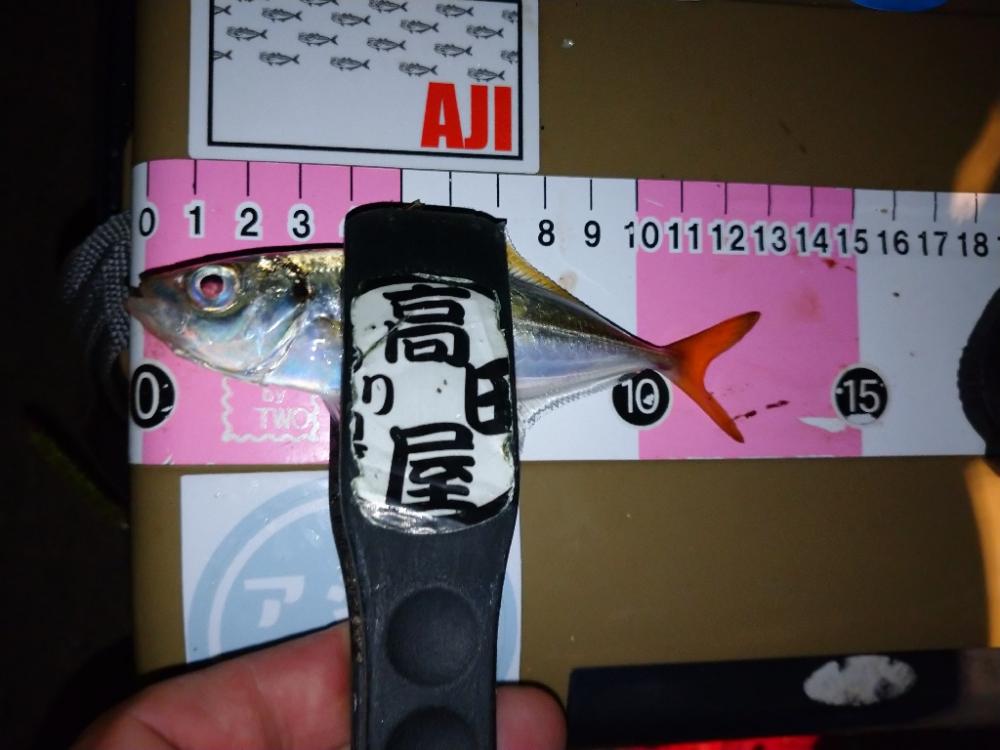 今夜もアジング