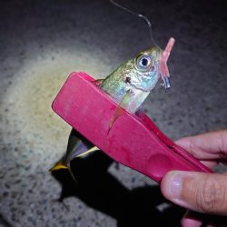 西二見漁港 苦行豆アジ