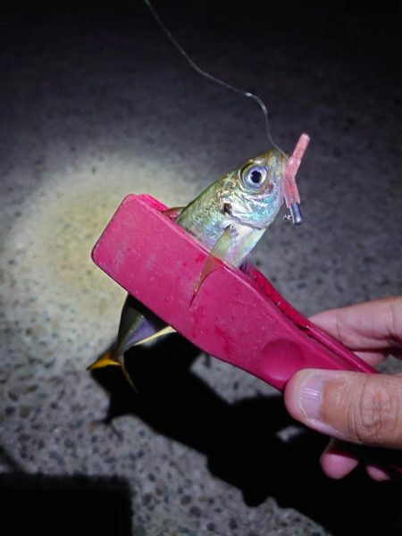 西二見漁港 苦行豆アジ