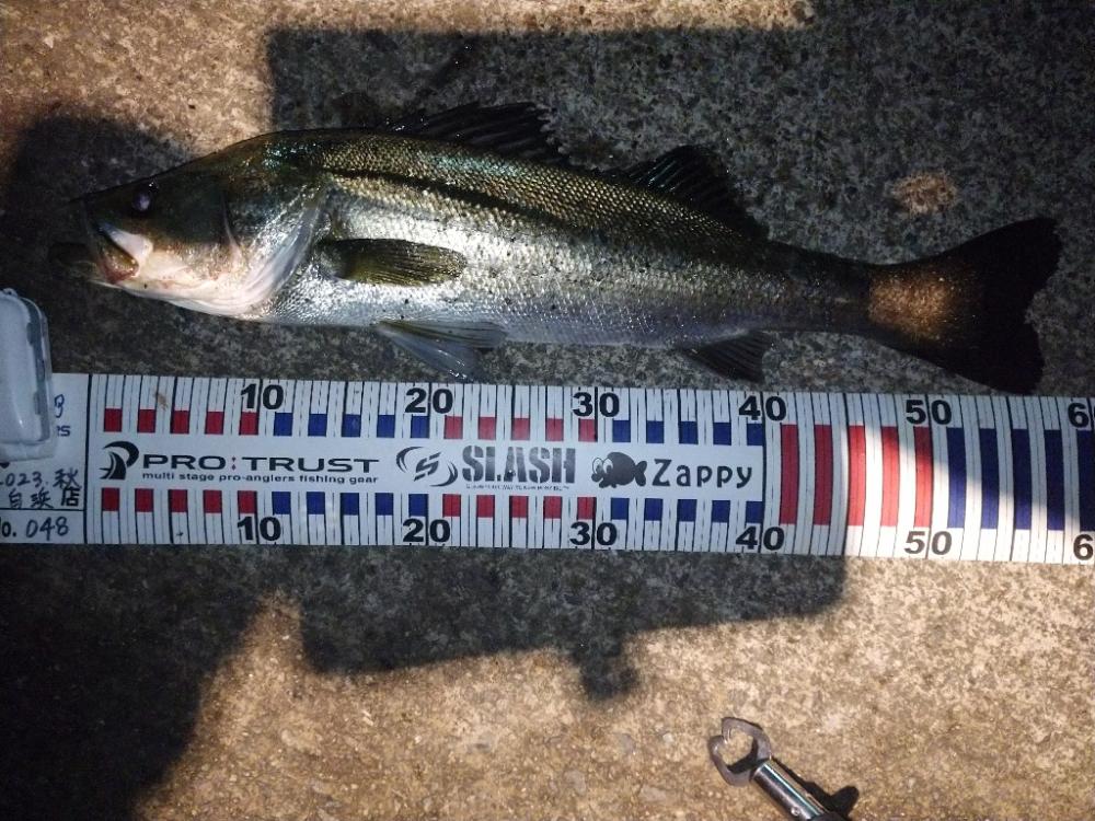 雨上がりシーバス