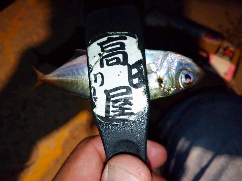 今夜もアジング