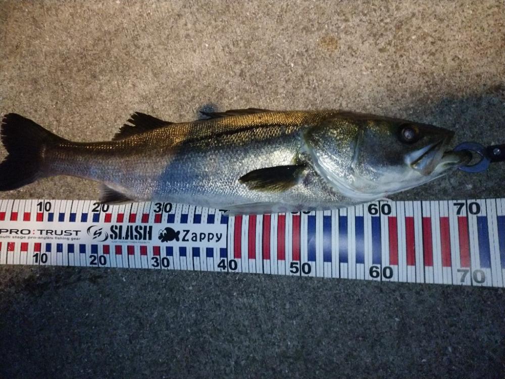 朝マズメ1時間勝負