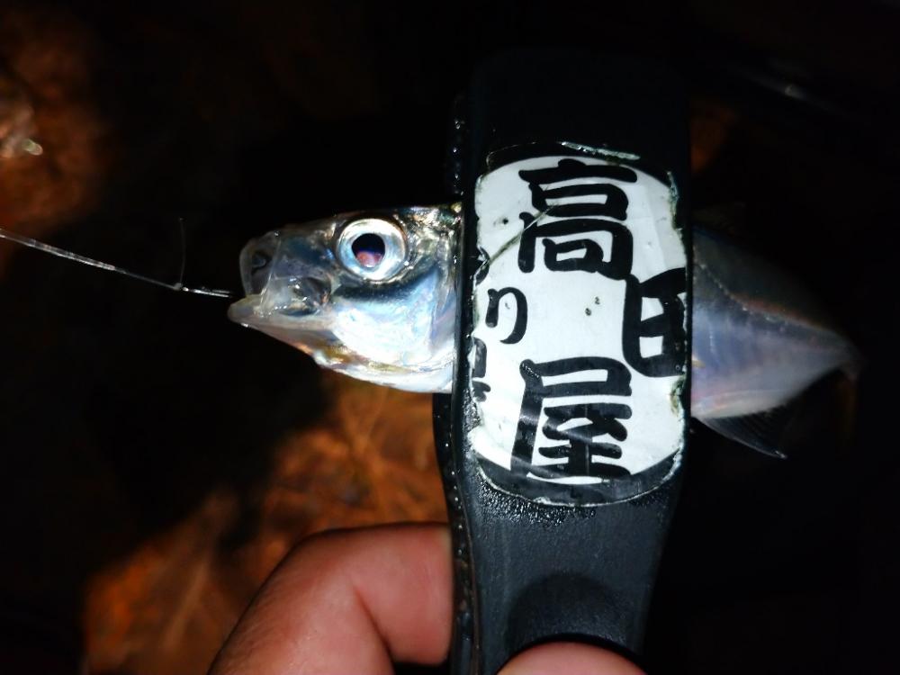 今夜のアジング修行