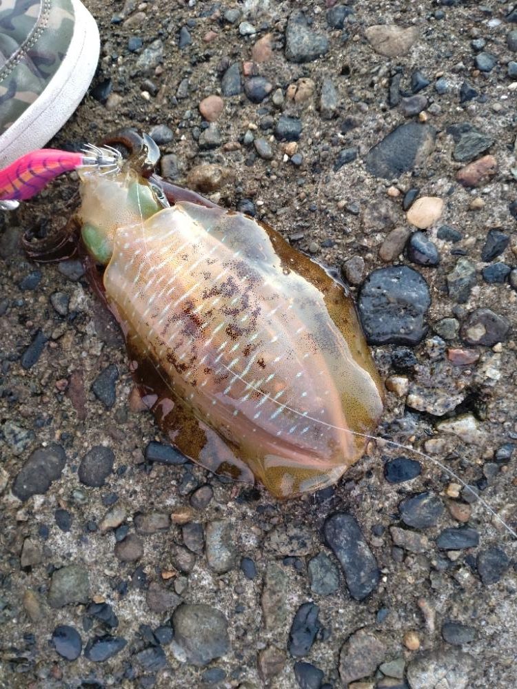 アオリイカ2杯！