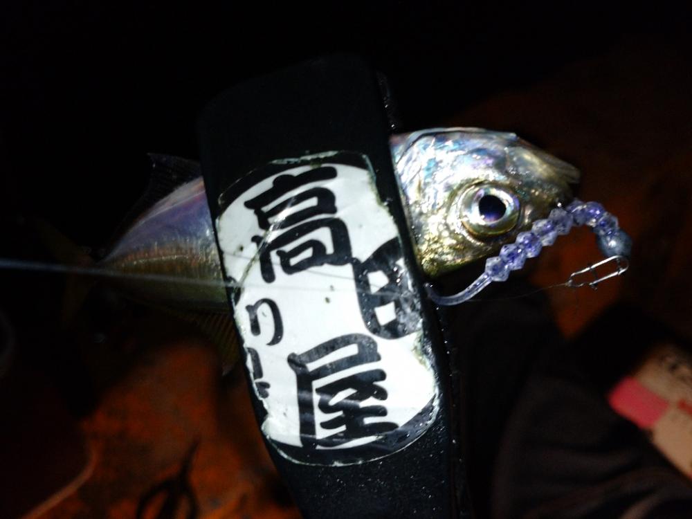 今夜も豆アジ修行