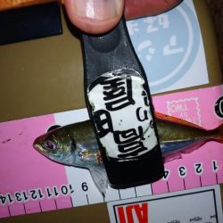 今夜もアジング