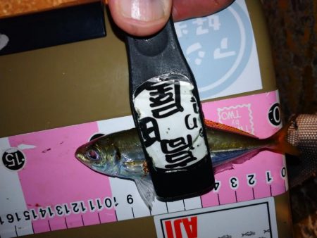 今夜もアジング