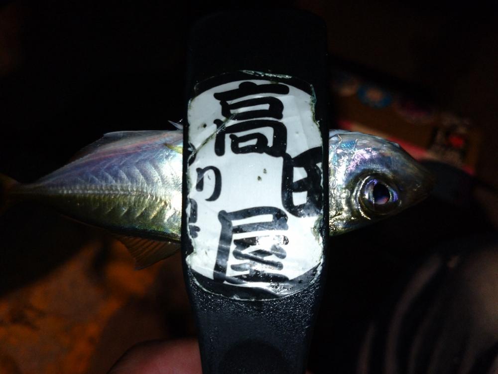 今夜もアジング修行