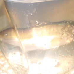 水軒夕マズメのタッチー